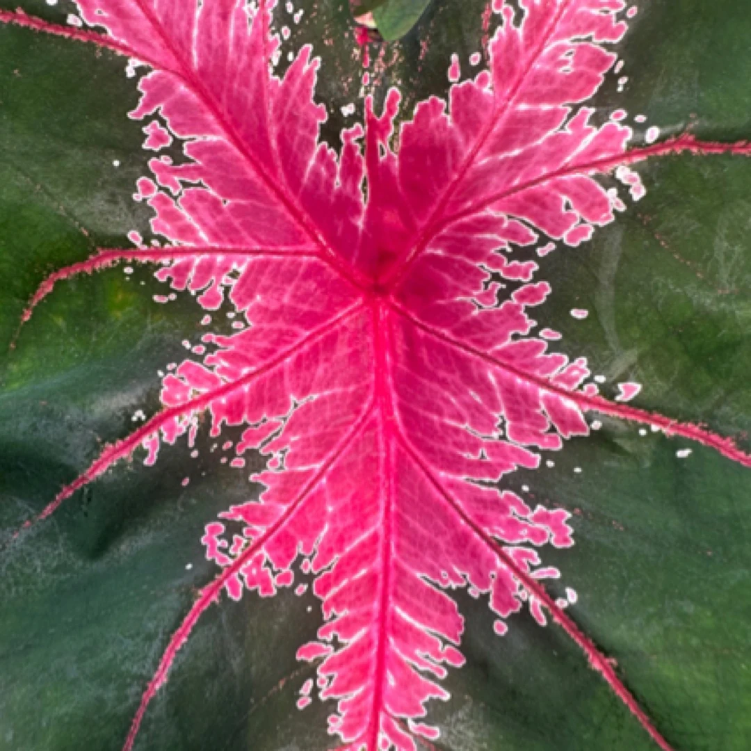 室内好养绿植彩叶芋观叶红桃A净化空气原盆原土