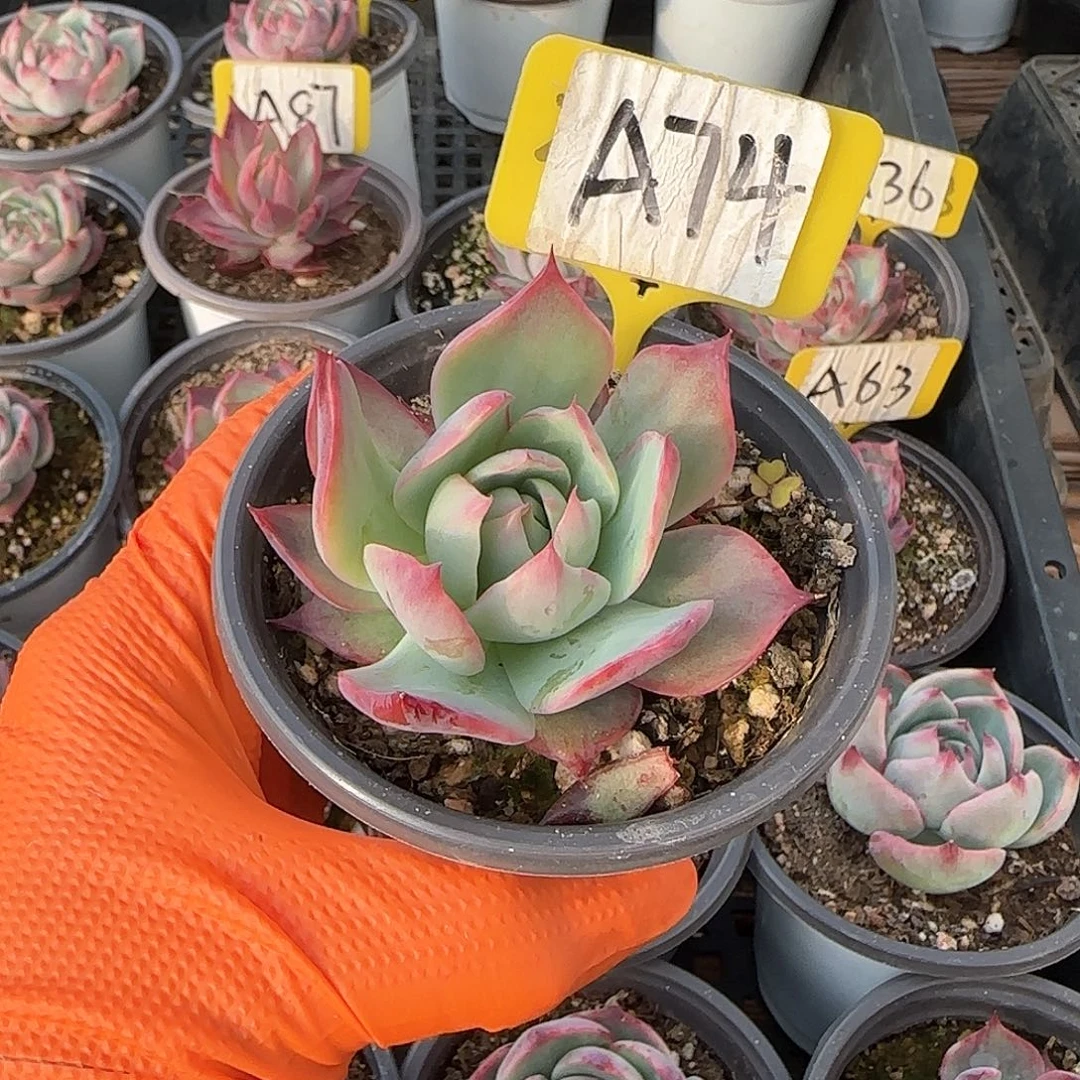 芳*A74惊鸿单头多肉