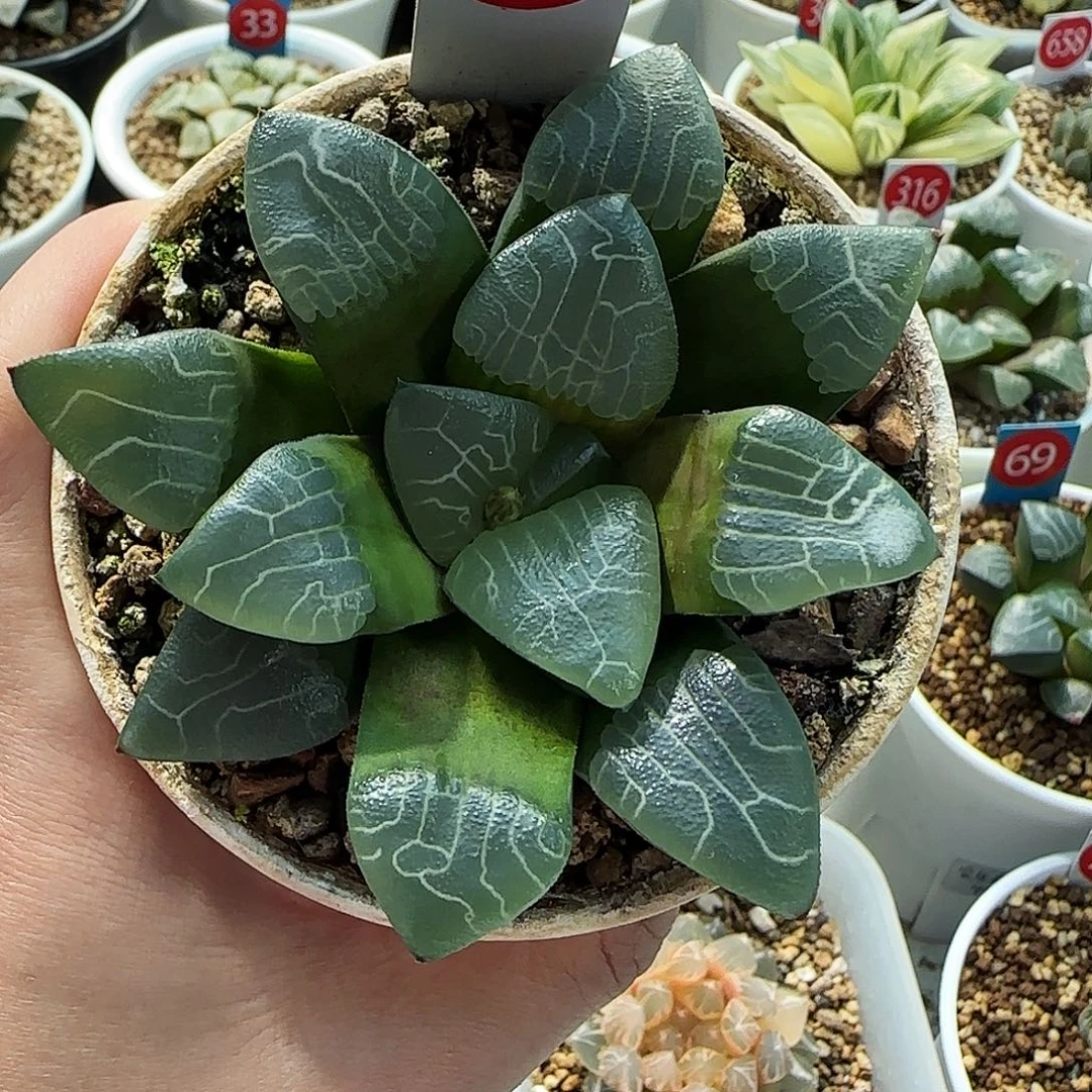 72号实生克里克特一物一拍带盆土