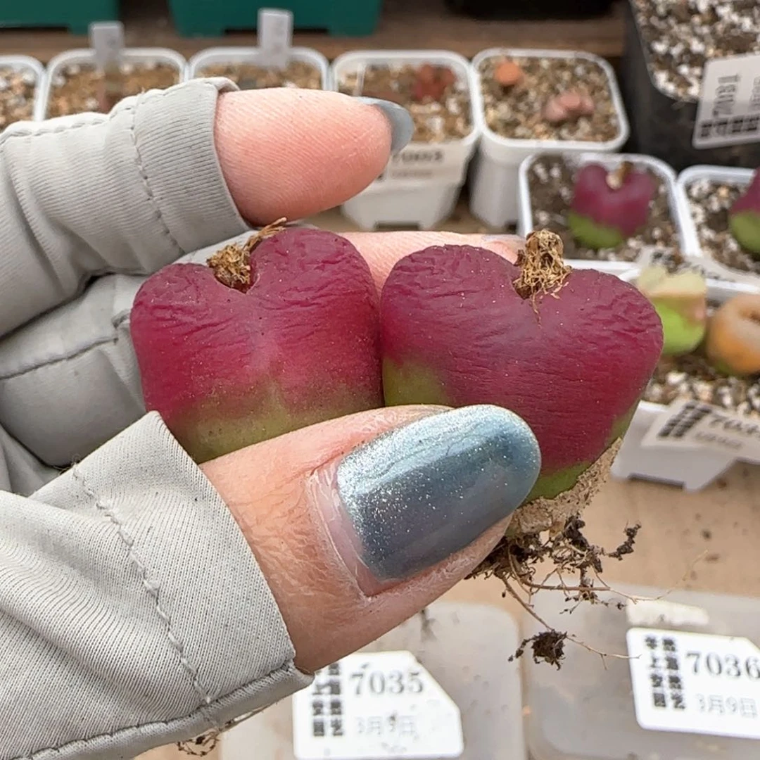 3。9。7031。  毛。 亮拨。 2