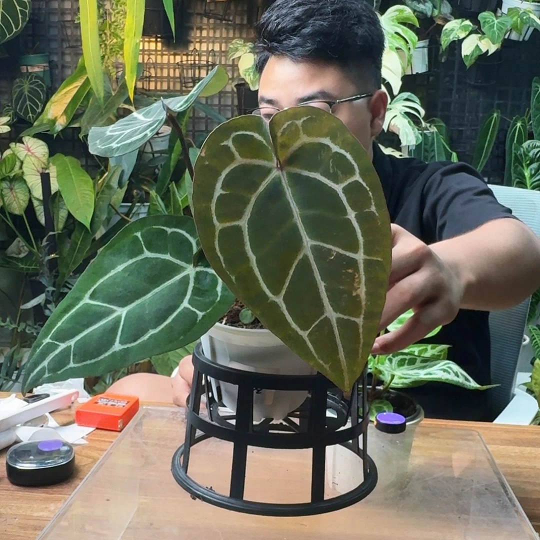 话***了无花朵一物一拍B193