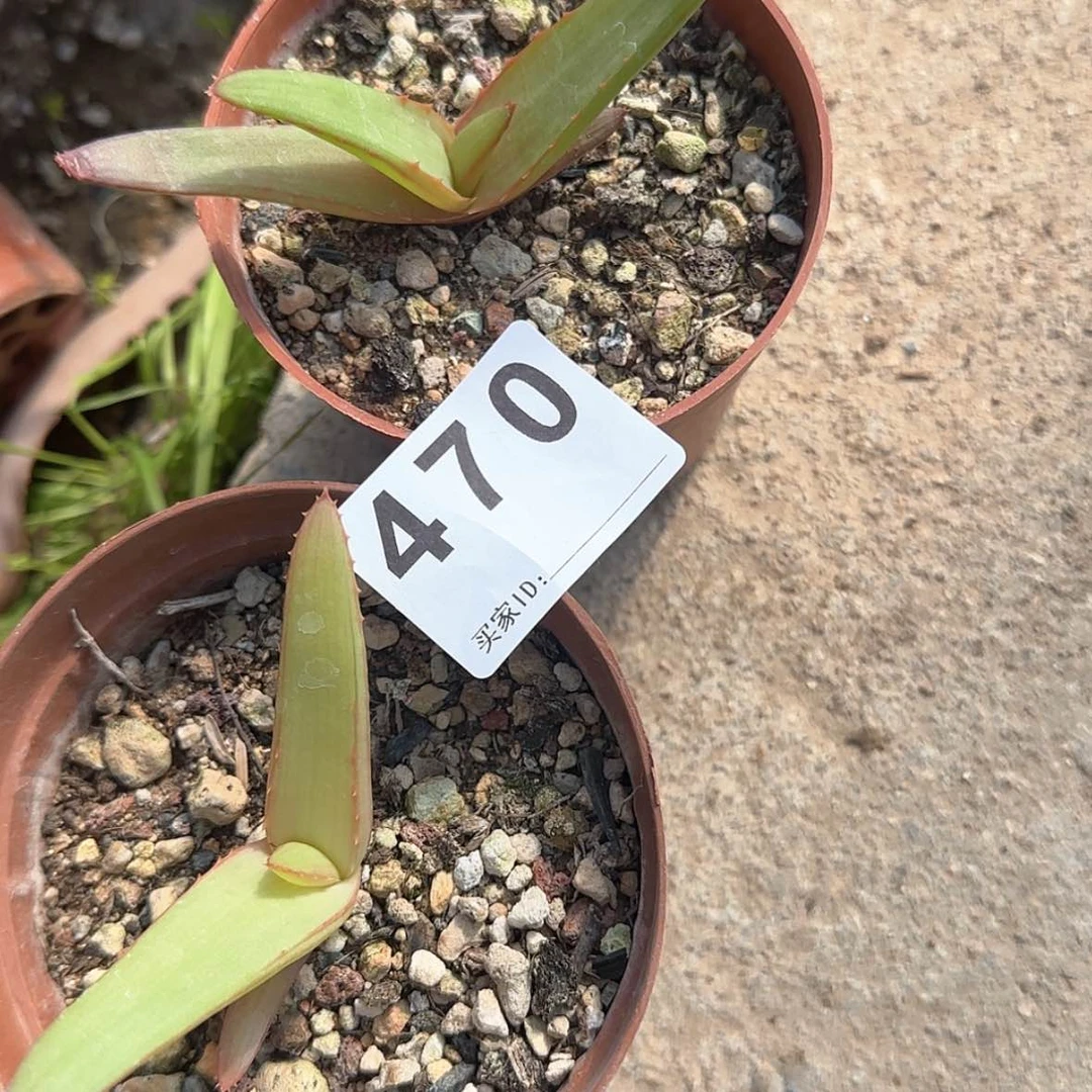 【闪购商品】心块根植物布纹球