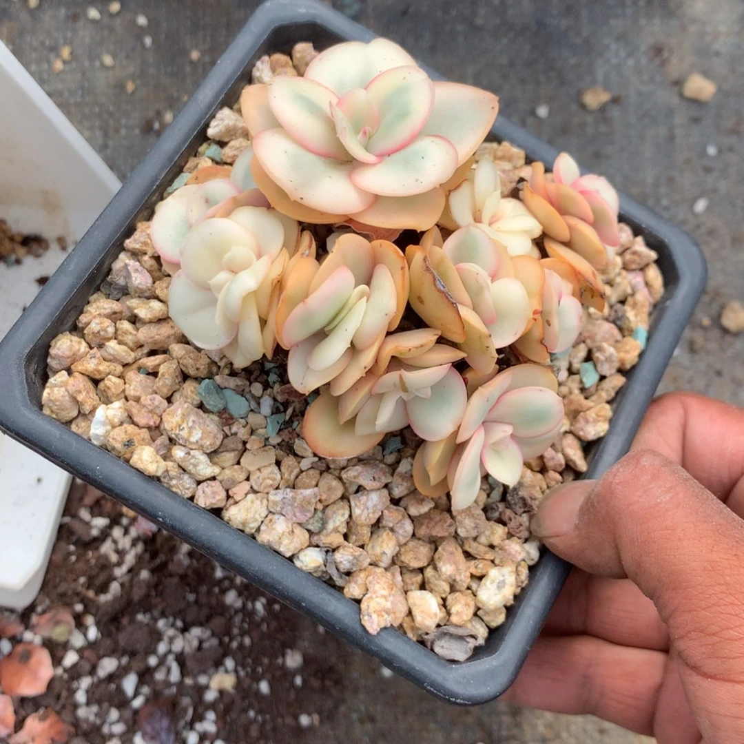 清乾隆皇帝赐匾及