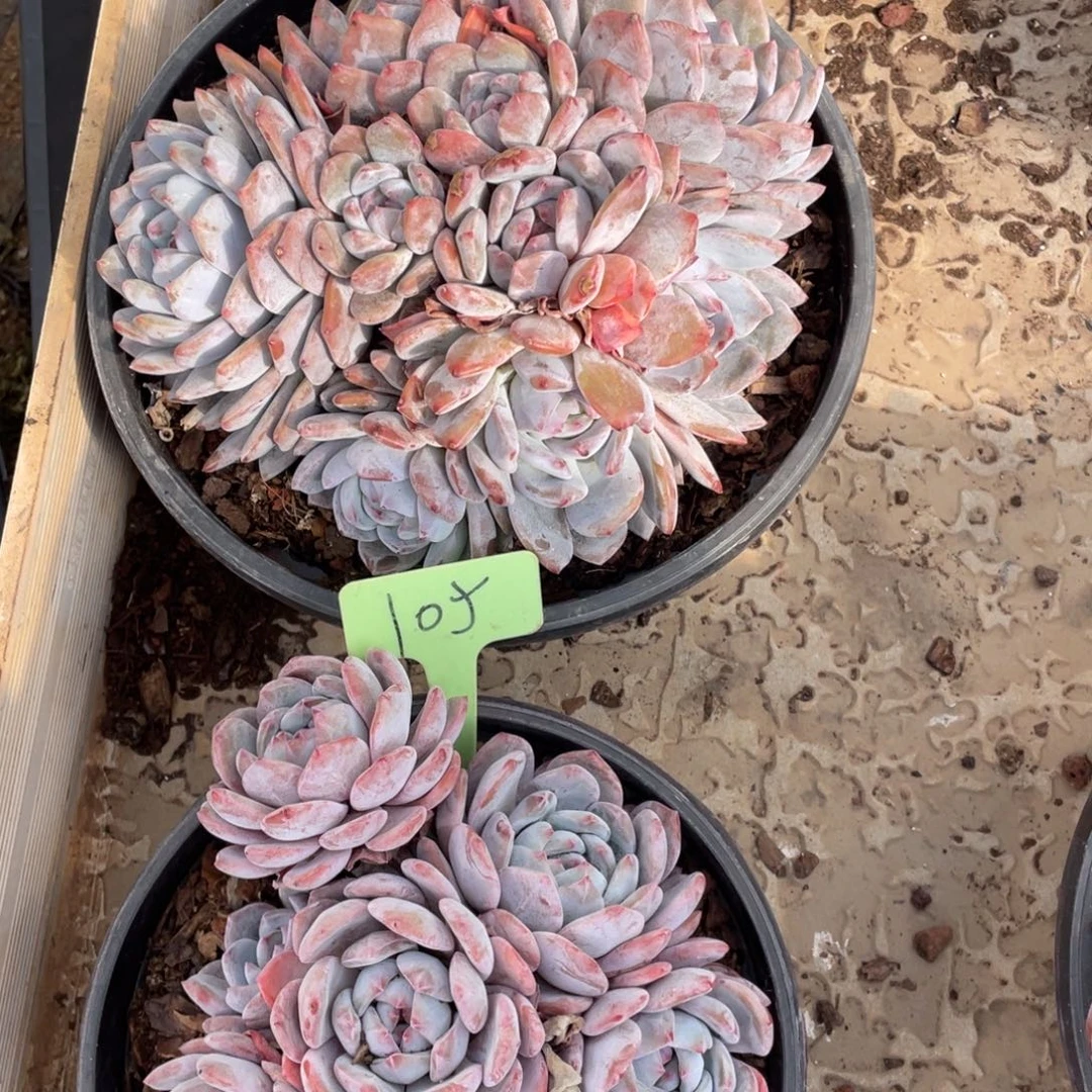 春***我星影多头群生105号