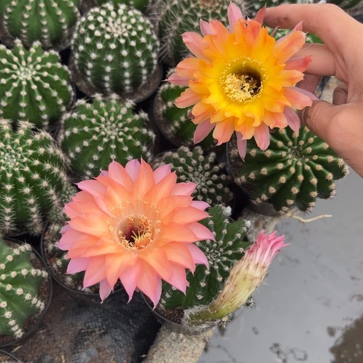 小***实生黑金刚仙人球