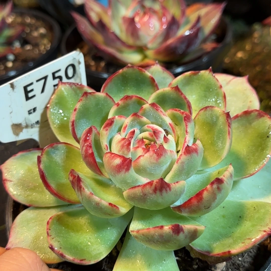 圆脸红心拉丝惊鸿一物一拍包装收缩花旱750