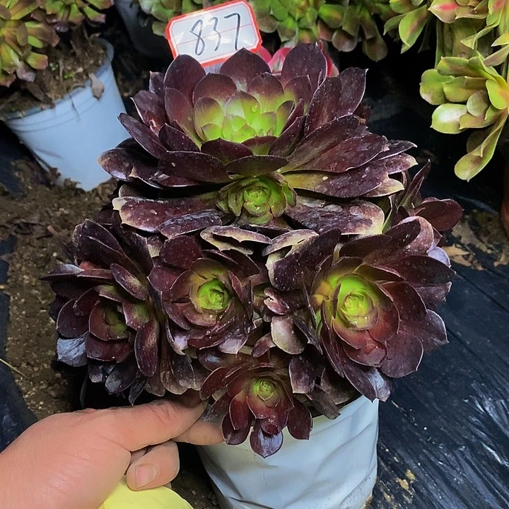 赤焰莲老桩捧花837号