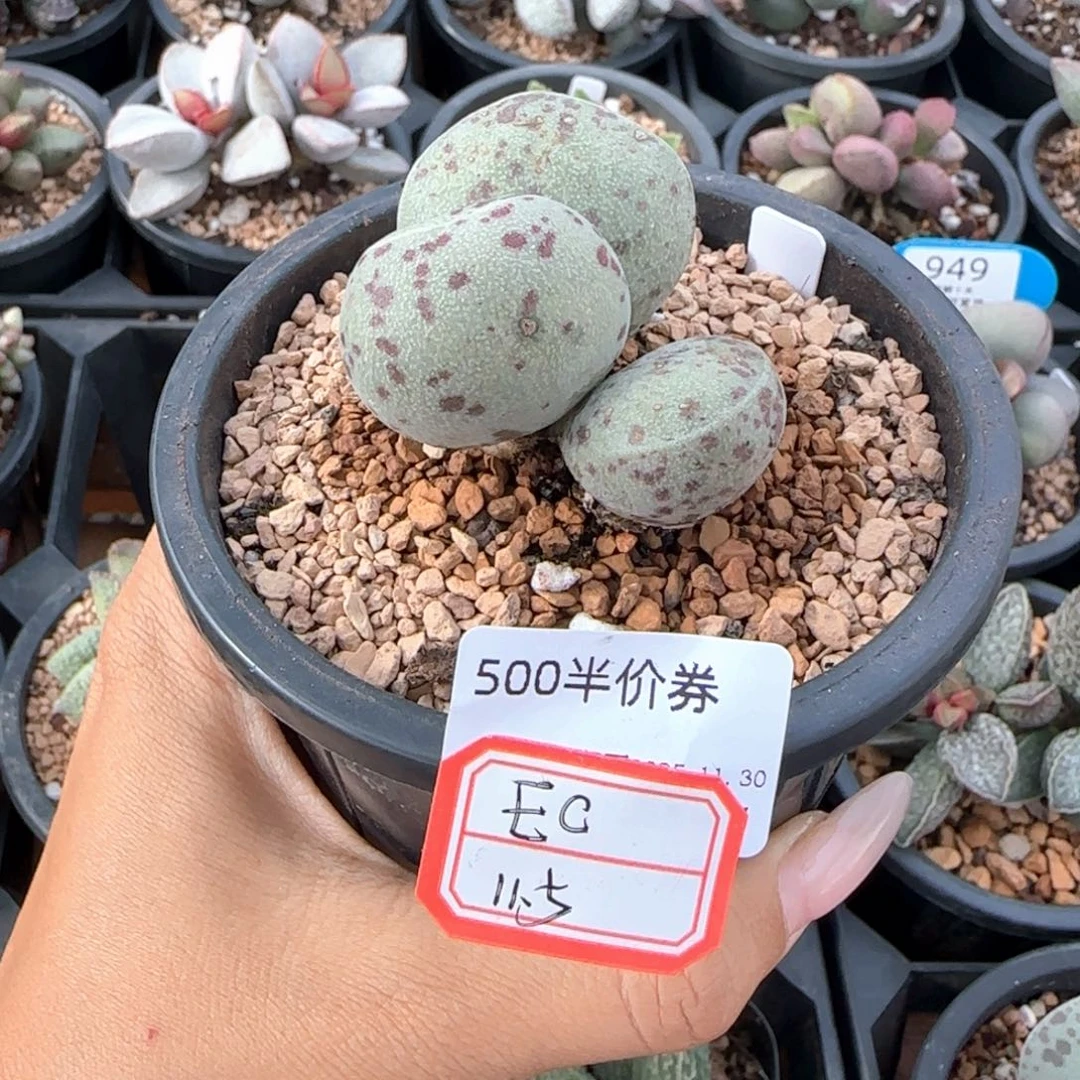 E***O半。 福利。        986。