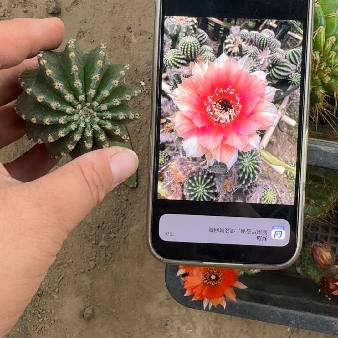 341金刚13歪无根侧牙4公分左右，20包邮