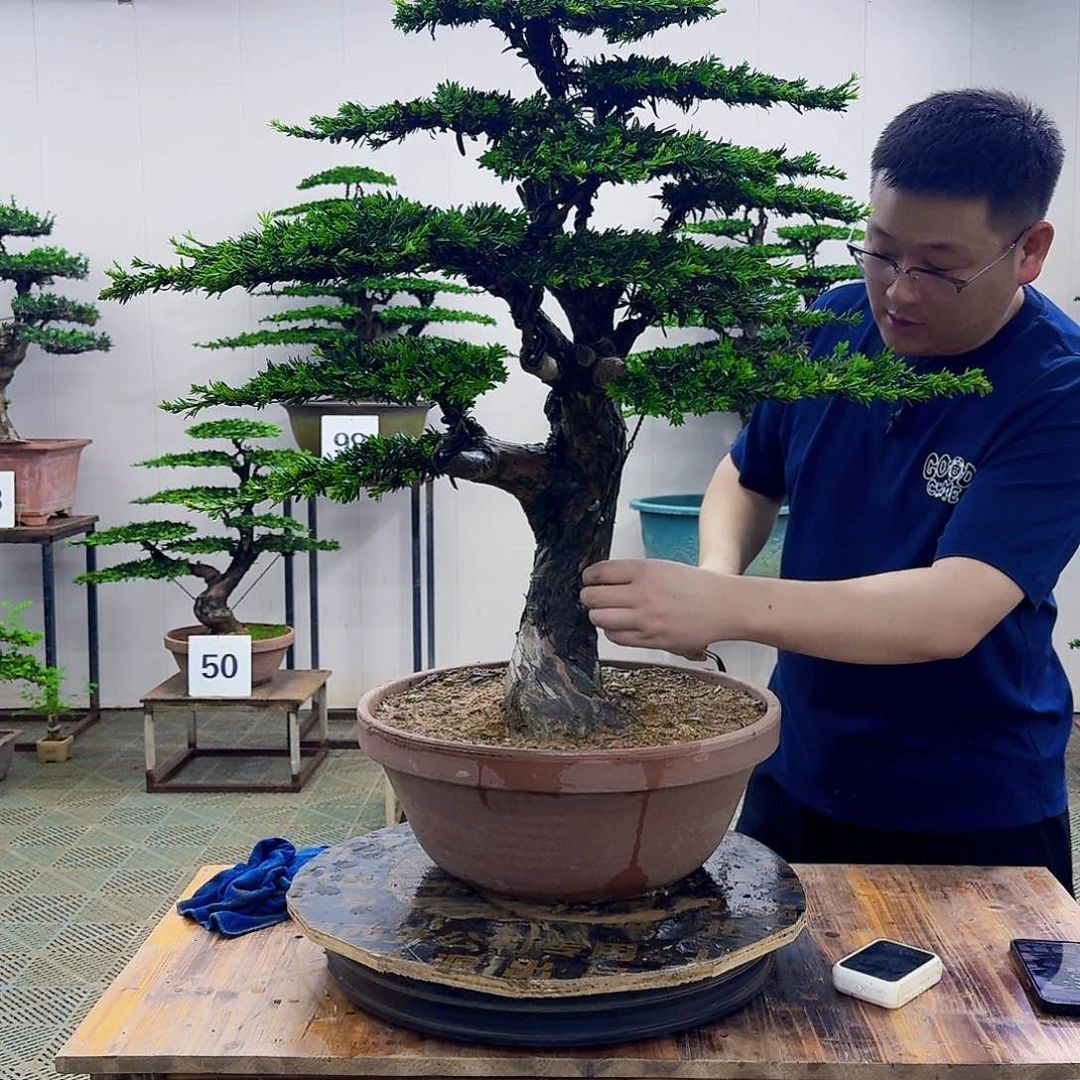 无花朵米叶罗汉松造型盆景