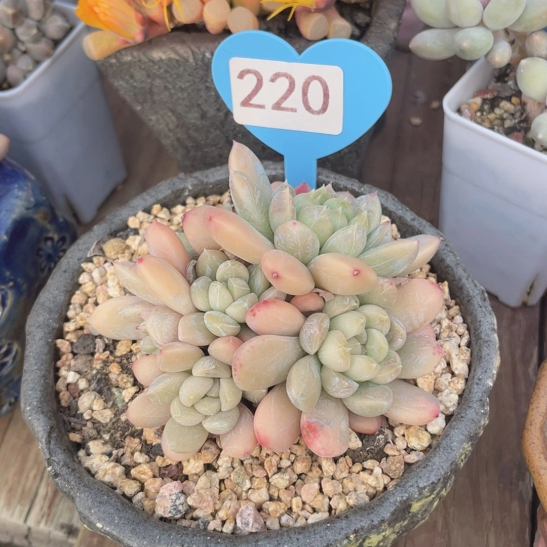 百达翡翠 脱土发货