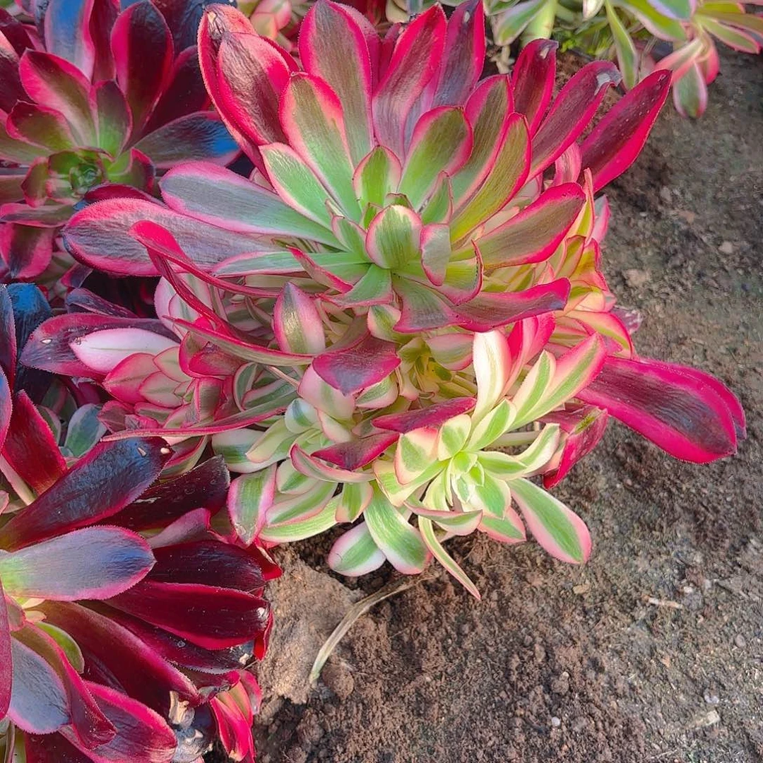 美杜莎手捧多肉植物