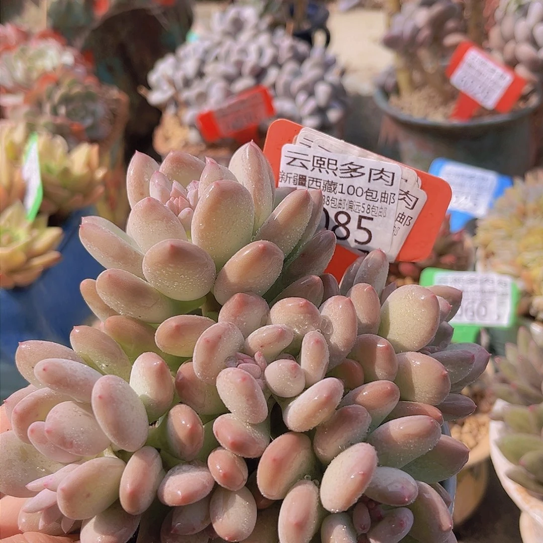 6085三日月美人。