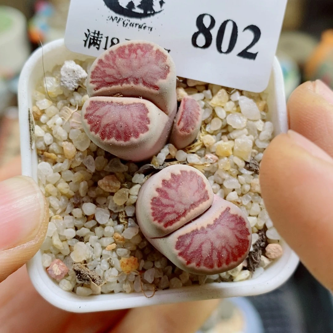 生石花花花花花花花802