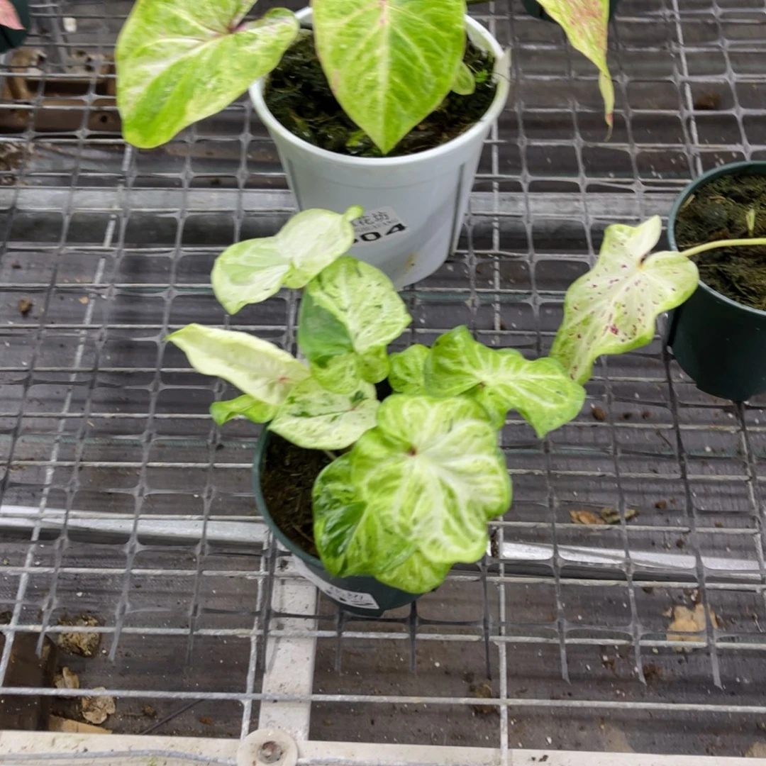 废***柴无花朵           302薄荷糖304富翁不包售后
