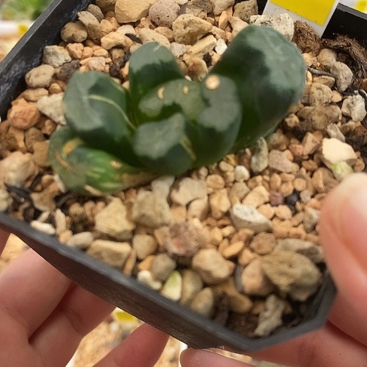 456大明湖万象锦一物一拍即合