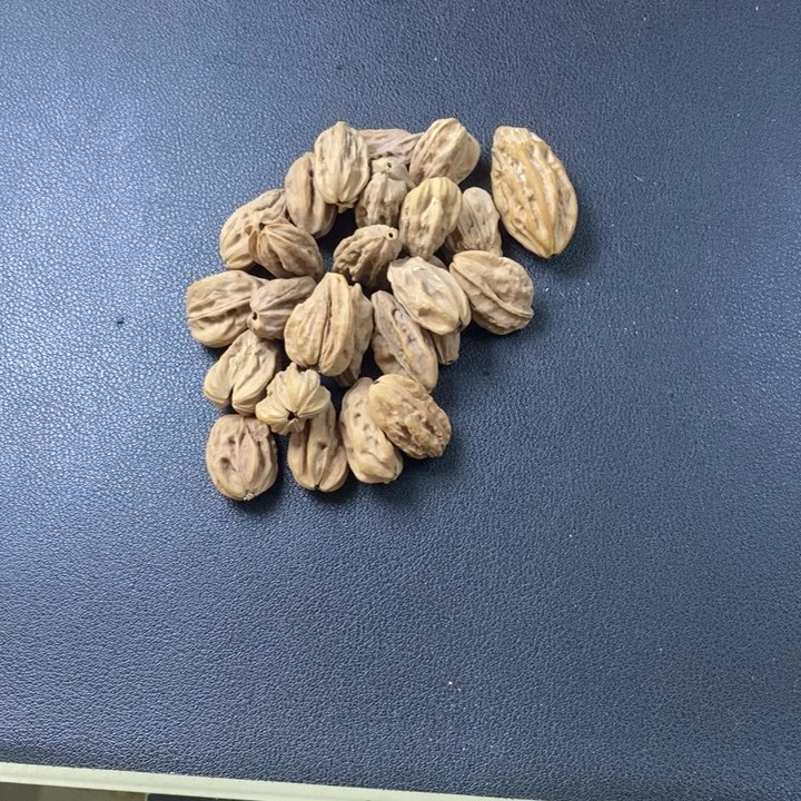 小核桃野生异性精品