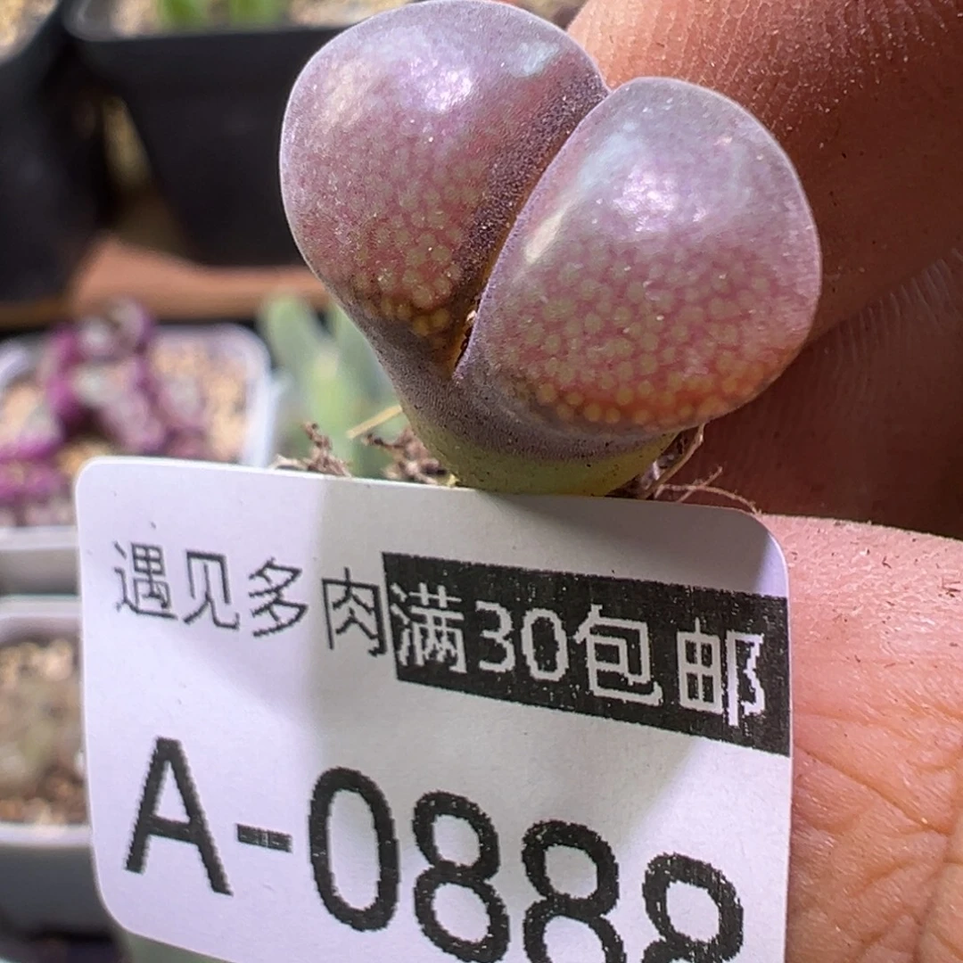 多肉植物111111111111111