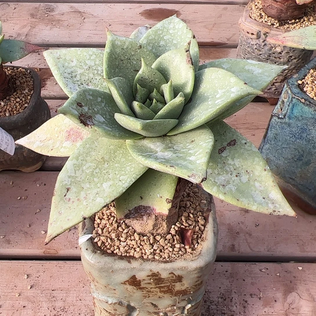 4023坎黛仙女杯多肉