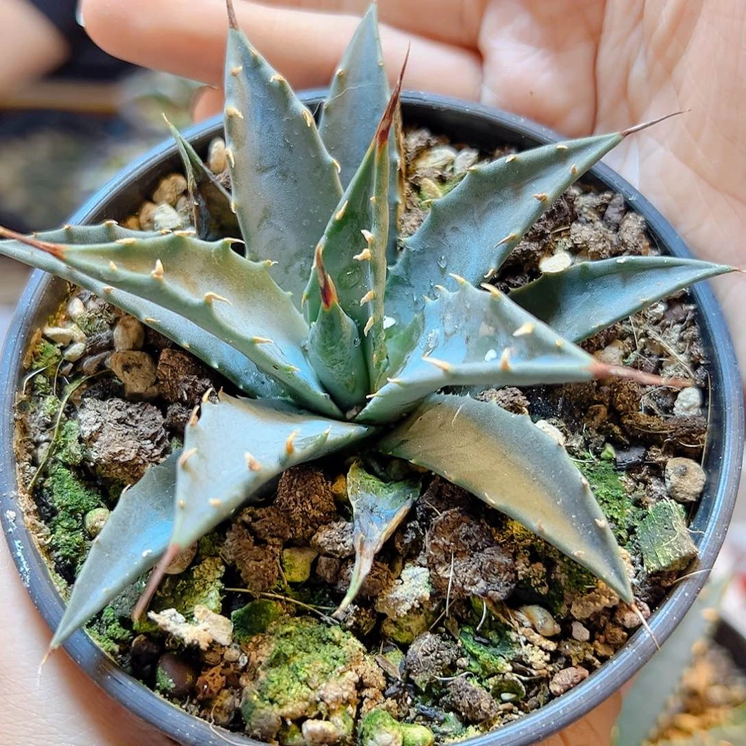 实生eb曲刺妖炎8公分