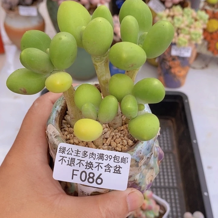 芒果奶拼8cm086多肉植物