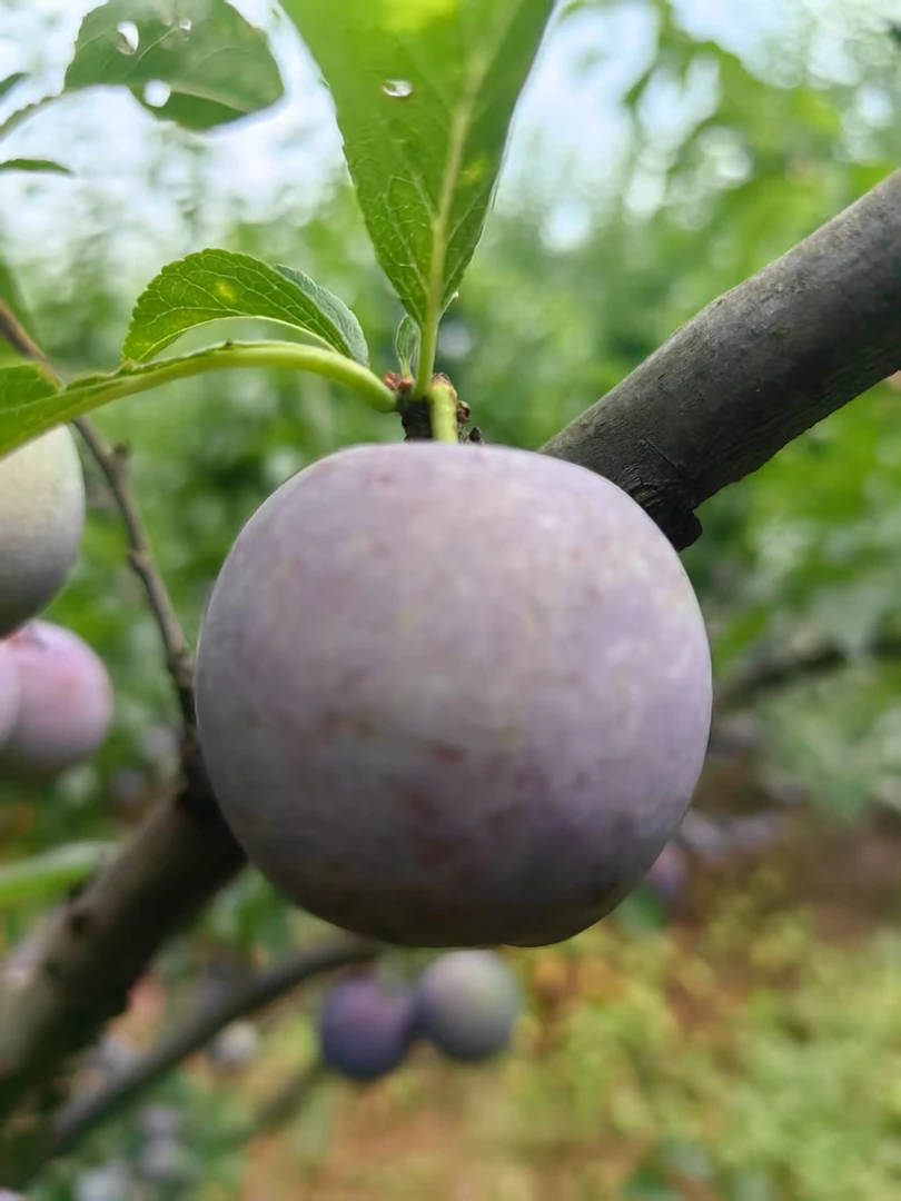 【酸甜】正宗四川五月脆凤凰李应季头茬水果大果现摘现发5斤包邮
