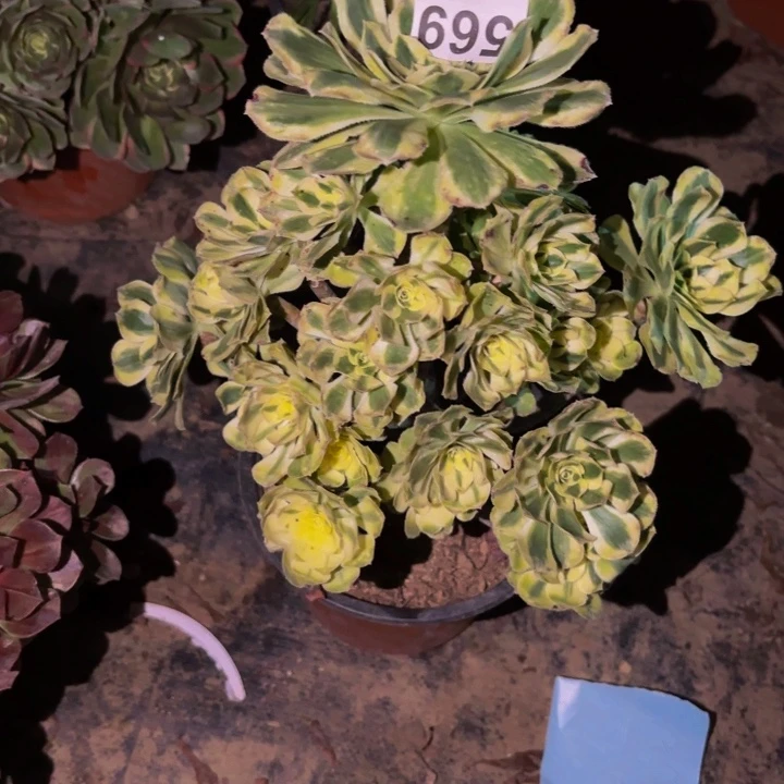 569白兰地多肉植物不售后