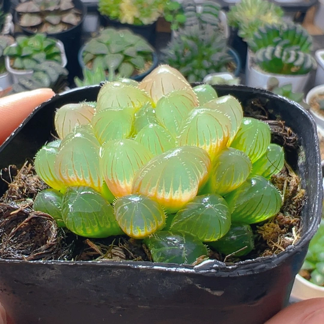 洛神玉露多肉多肉一颗