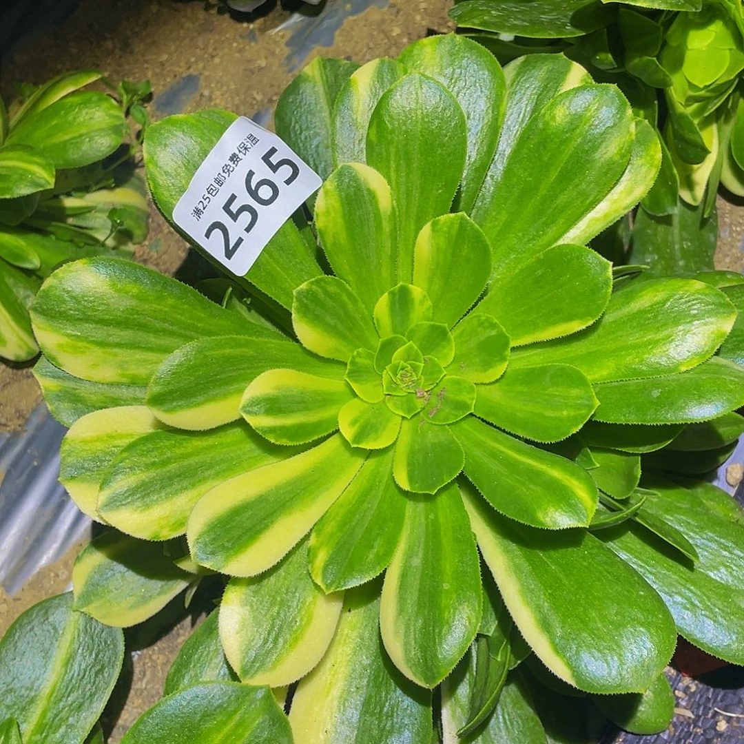 2565五彩琉璃多肉植物