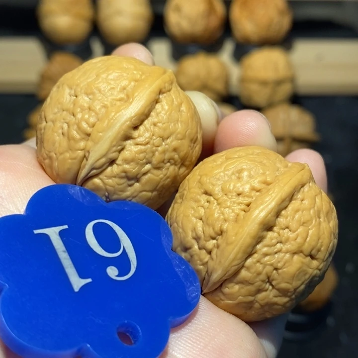 核桃金龟子31尺寸核桃