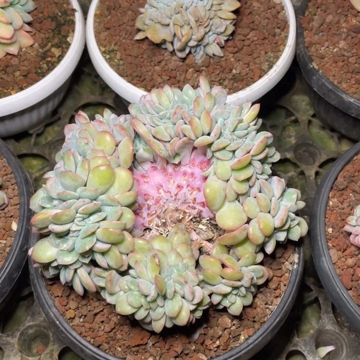 【闪购商品】泡芙杂缀