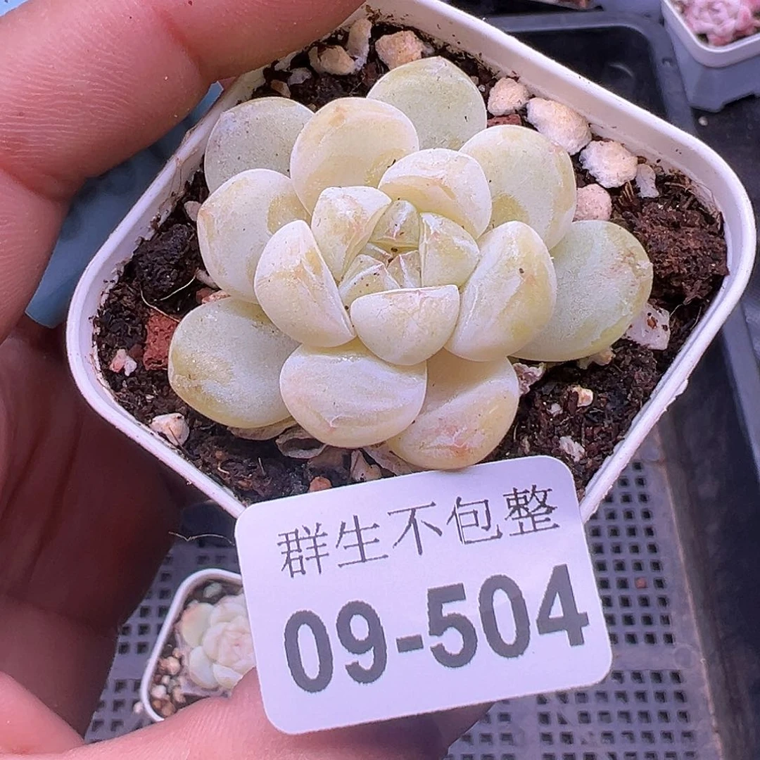 小卡拉米糖心一物一拍9-504