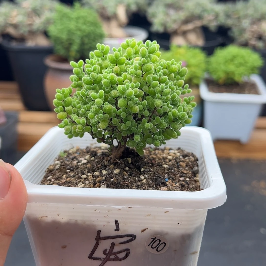 100号密橘糖球开播福利6.28多肉