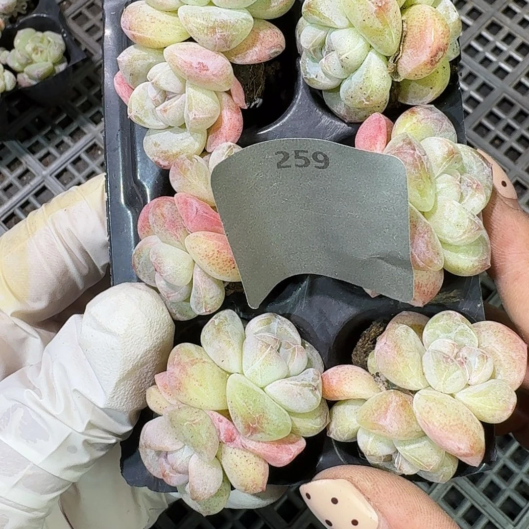 259 号到手1框～一物一拍