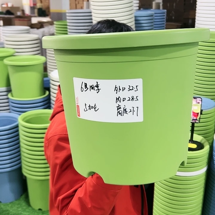 特价6号四季口32.5高27.7果绿无托4只