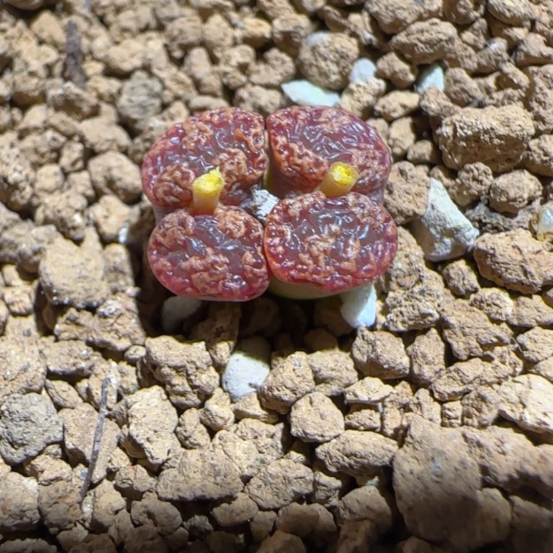 肉锥多肉植物组合-勋章1311