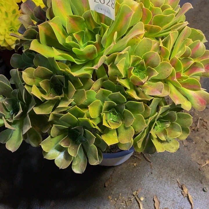 中斑锦多肉断头不包2028