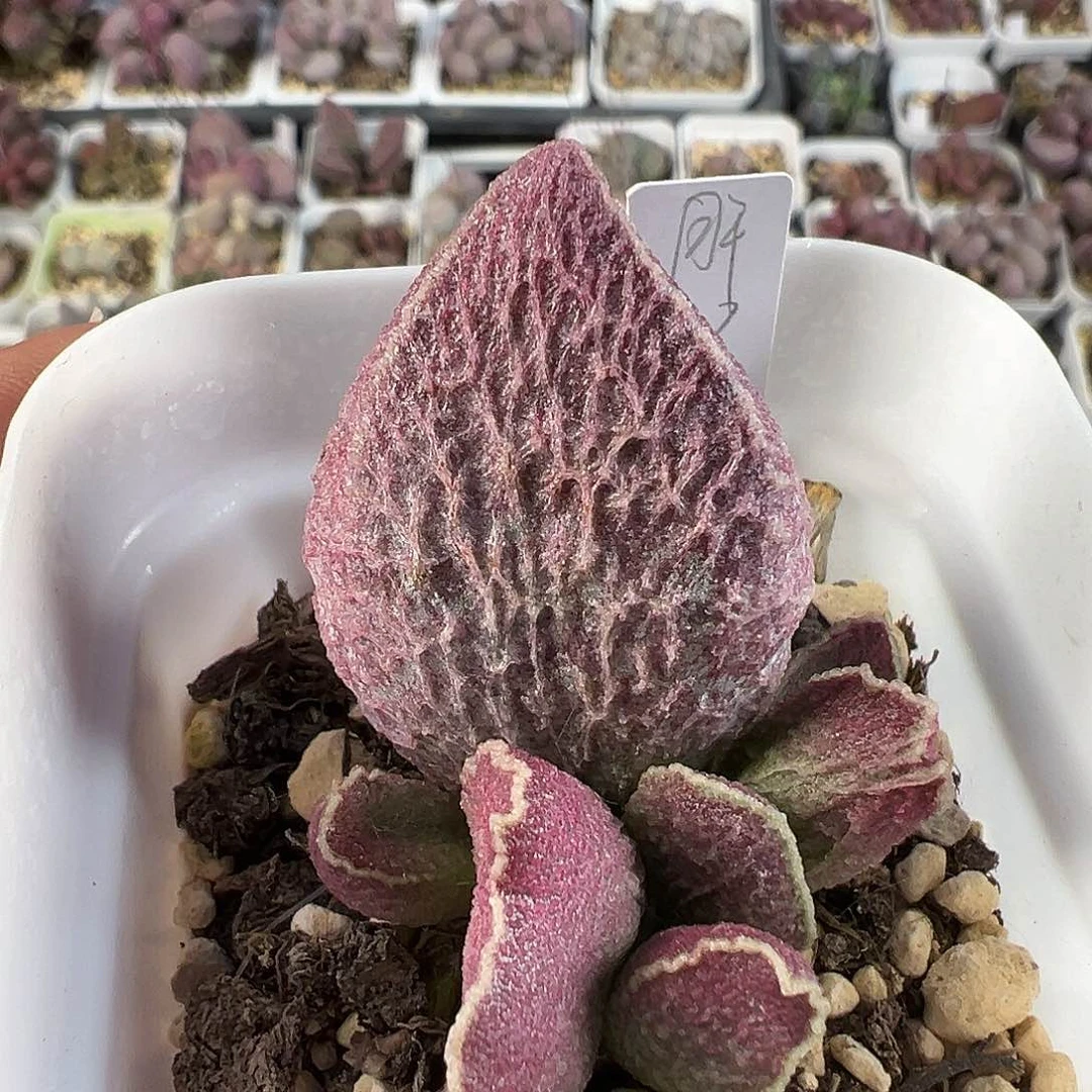 树叶型猪肝多肉水泡植物