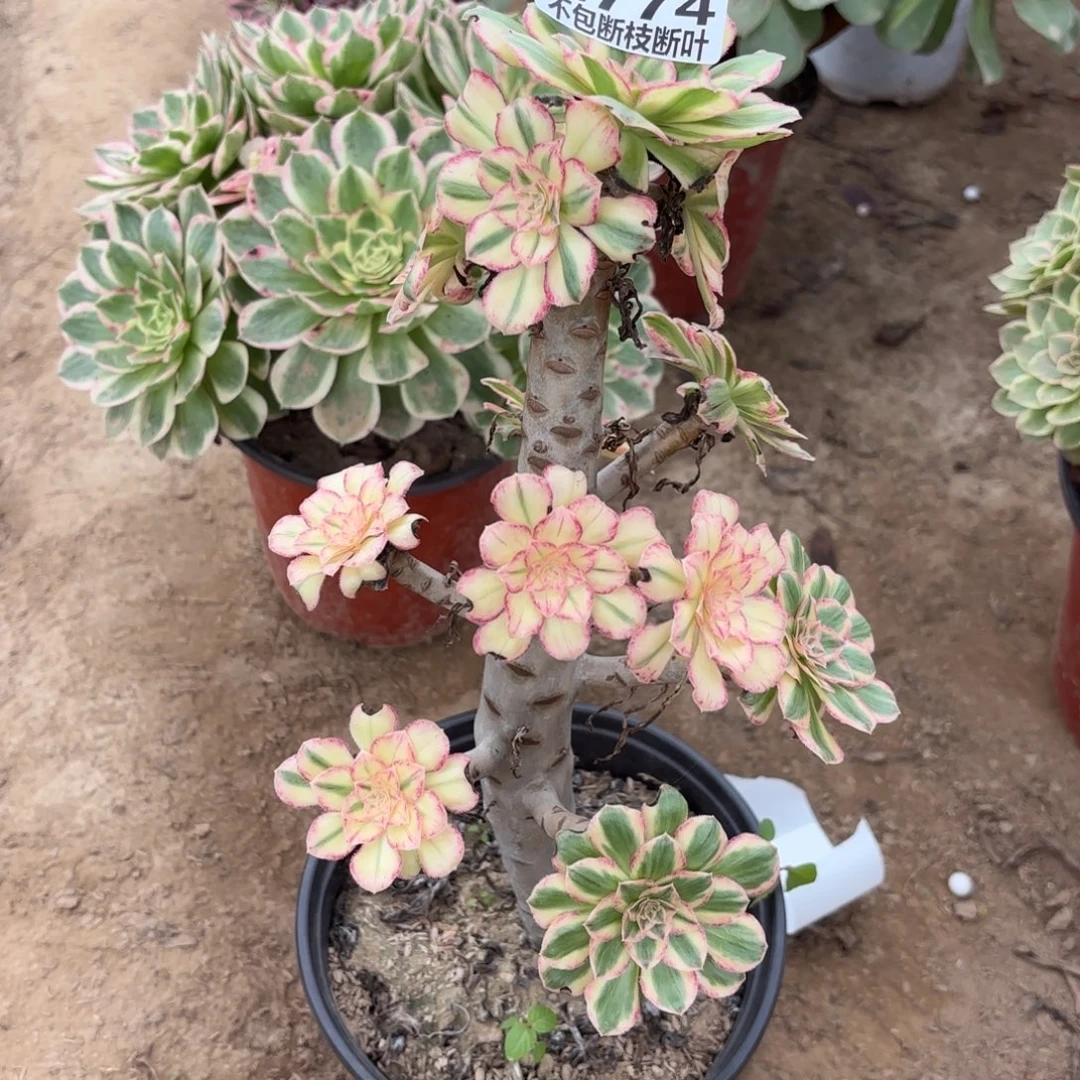 N. 774v. 锦锦多肉1，babe