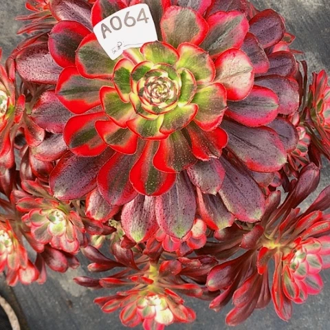 丽娜香奈儿046脱土发货