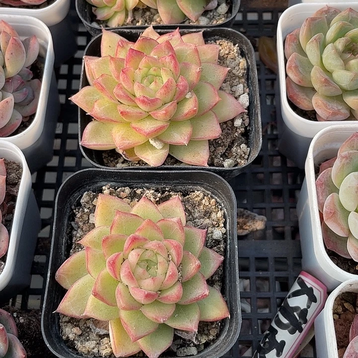 麦秆女王带盆土发