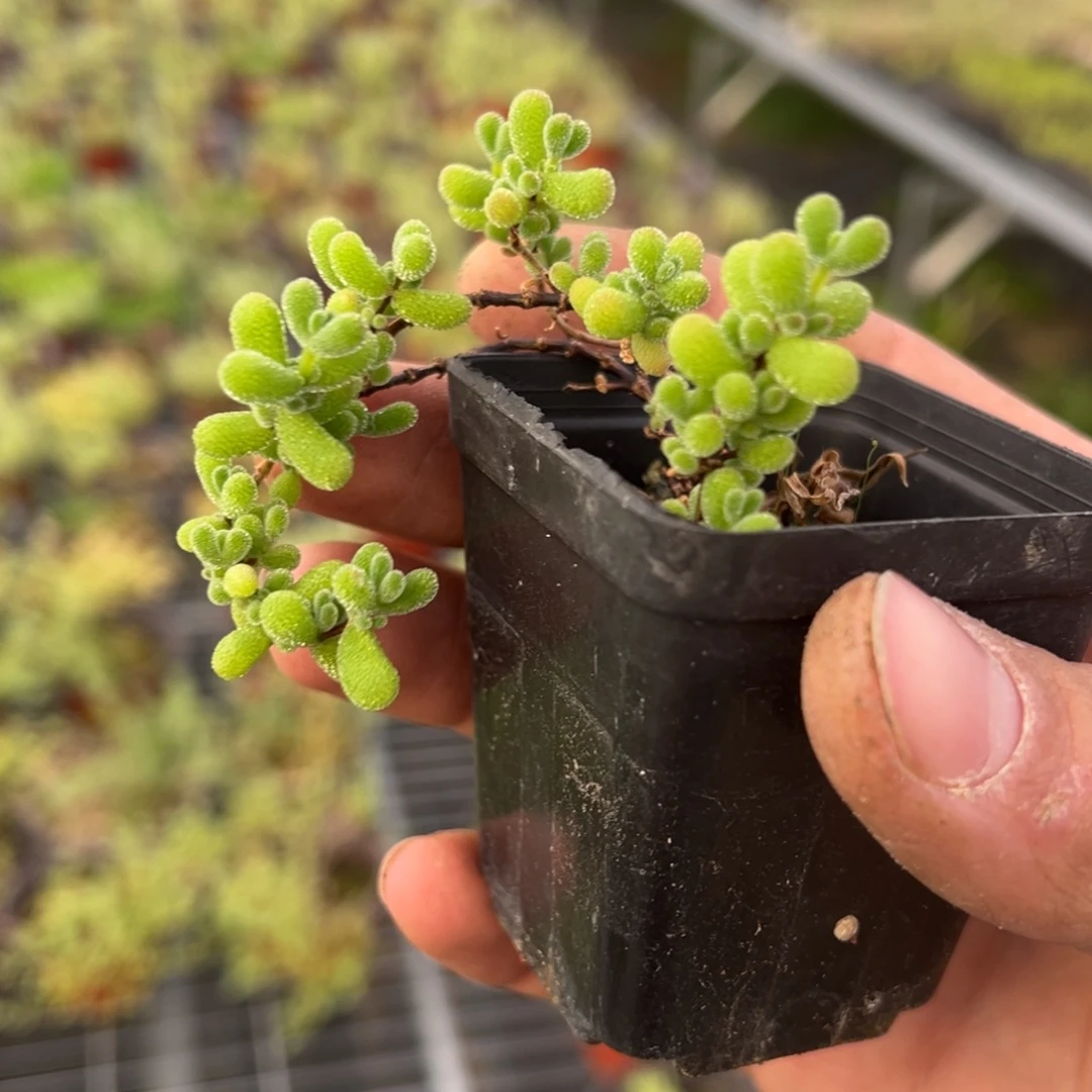 翡翠55杯老桩福利