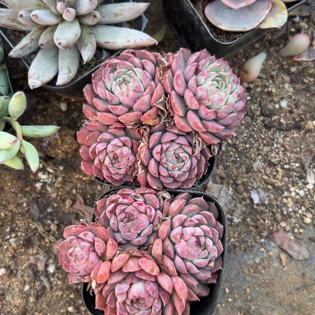 多肉植物多肉植物