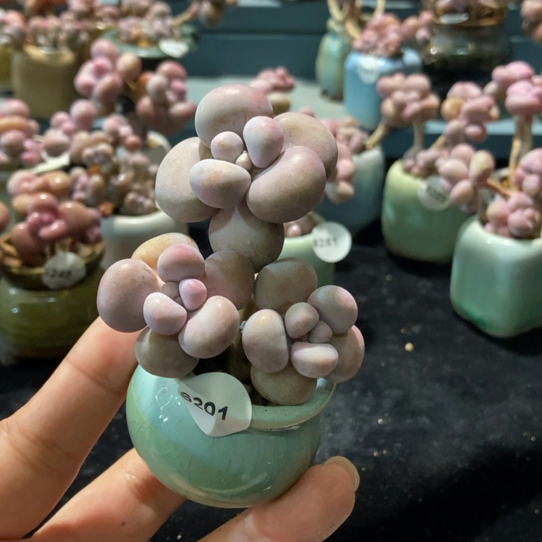 6201糖果腰子蛋带盆土