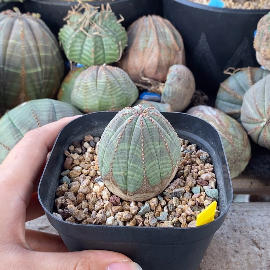 29欧系实生布纹球一物一拍