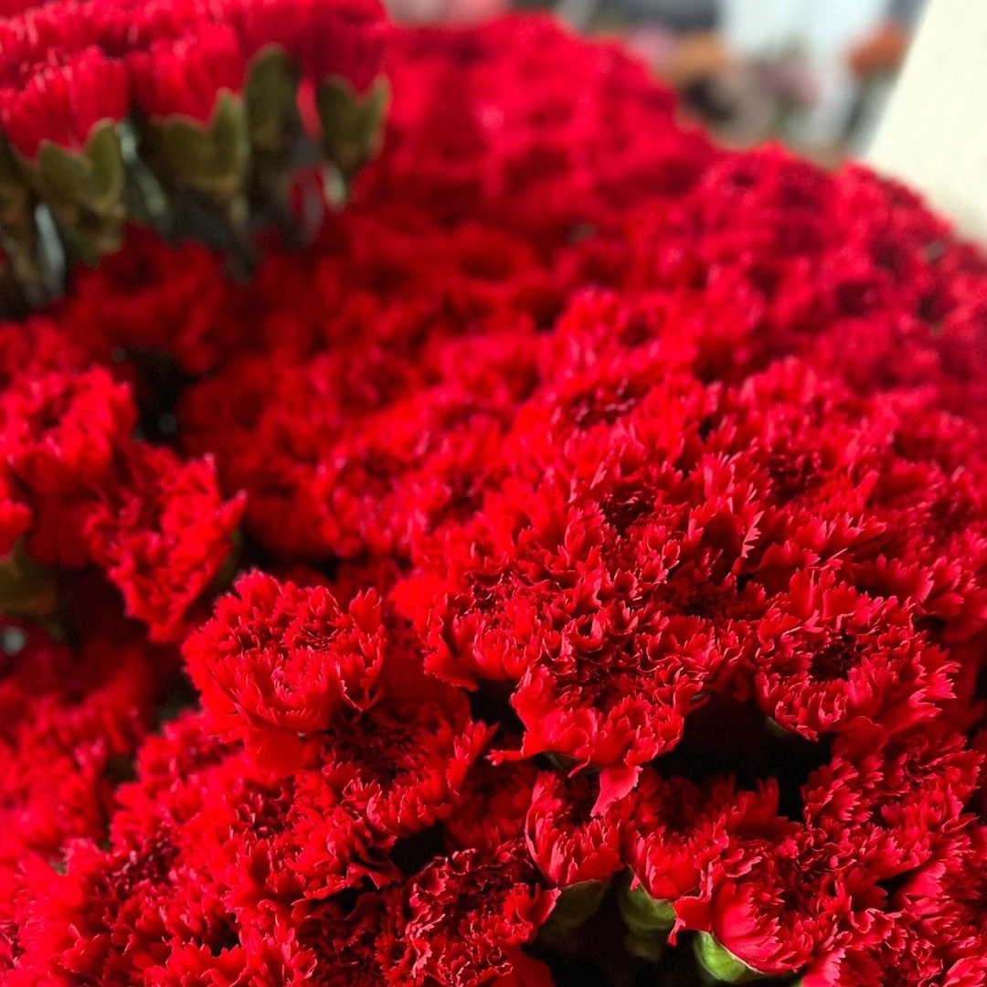 家居鲜花  红康乃馨10支