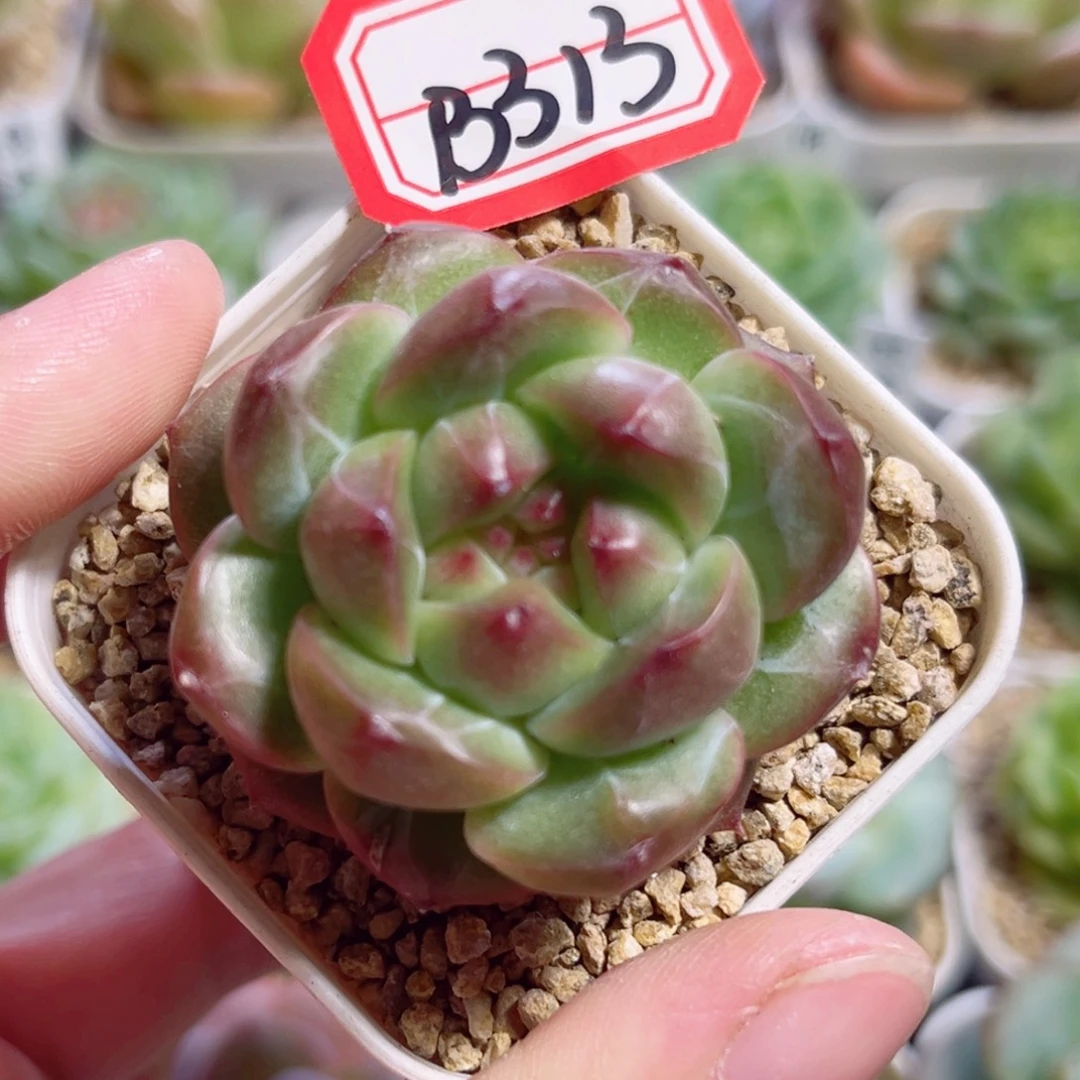 B313 一物一拍 无名