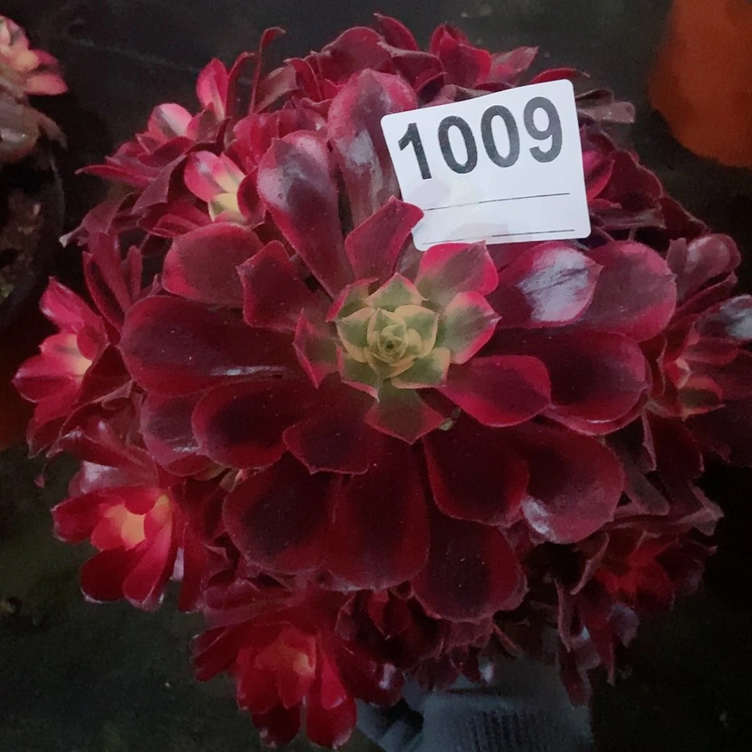 红陶1009美杜莎多肉333