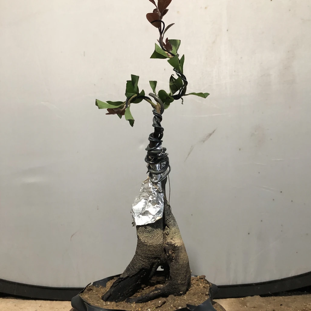 金弹子小品碳化老桩独特造型观赏佳品逸源红