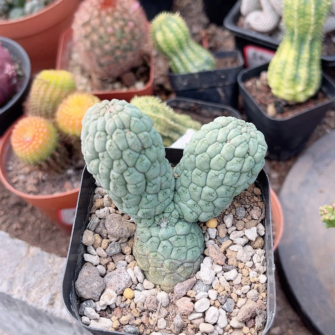 我头一我头雨一一一